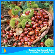 New crop high quality fresh green chestnut